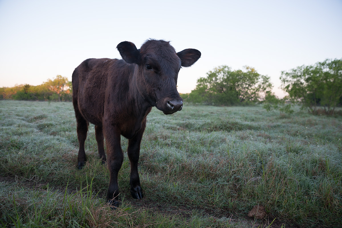 %_tempFileNameBastrop_Cattle_DSC0806%